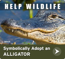 Help Wildlife. Symbolically adopt an alligator today!